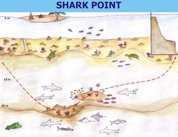 Shark Point